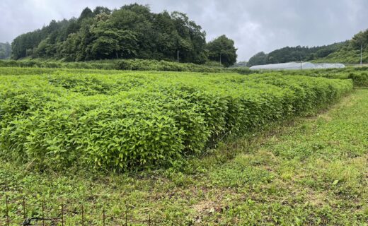 菊芋畑